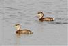 Little Grebe