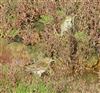 Meadow Pipit