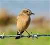 Stonechat