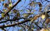 Yellow-browed Warbler