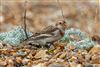 Snow Bunting