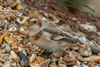 Snow Bunting