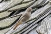 Black Redstart