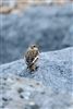 Snow Bunting