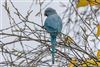 Ring-necked Parakeet