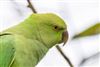 Ring-necked Parakeet