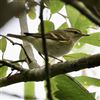 Yellow-browed Warbler