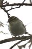 Yellow-browed Warbler