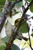 Yellow-browed Warbler