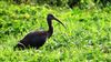 Glossy Ibis