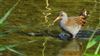 Water Rail