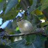 Yellow-browed Warbler