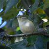 Yellow-browed Warbler