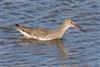 Spotted Redshank