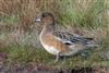 Wigeon