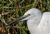 Little Egret