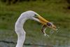 Great White Egret