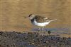 Common Sandpiper