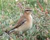 Wheatear