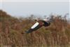 Egyptian Goose