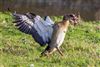 Egyptian Goose