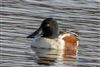 Shoveler