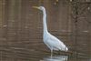 Great White Egret