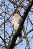 Sparrowhawk