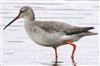 Spotted Redshank