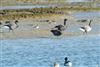 Light-bellied Brent Goose