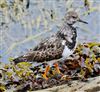 Turnstone