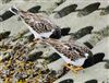 Turnstone