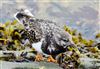 Turnstone