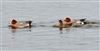 Wigeon