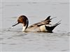 Pintail