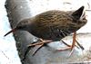 Water Rail