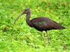 Glossy Ibis