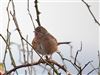 Dartford Warbler