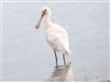 Spoonbill