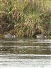 Green-winged Teal