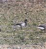 Light-bellied Brent Goose