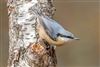 Nuthatch