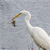 Great White Egret