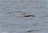 Long-tailed Duck