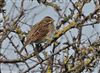 Reed Bunting