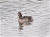 Long-tailed Duck