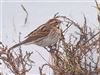 Reed Bunting