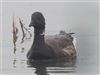 Dark-bellied Brent Goose