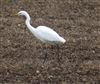 Great White Egret