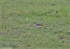 Grey Wagtail